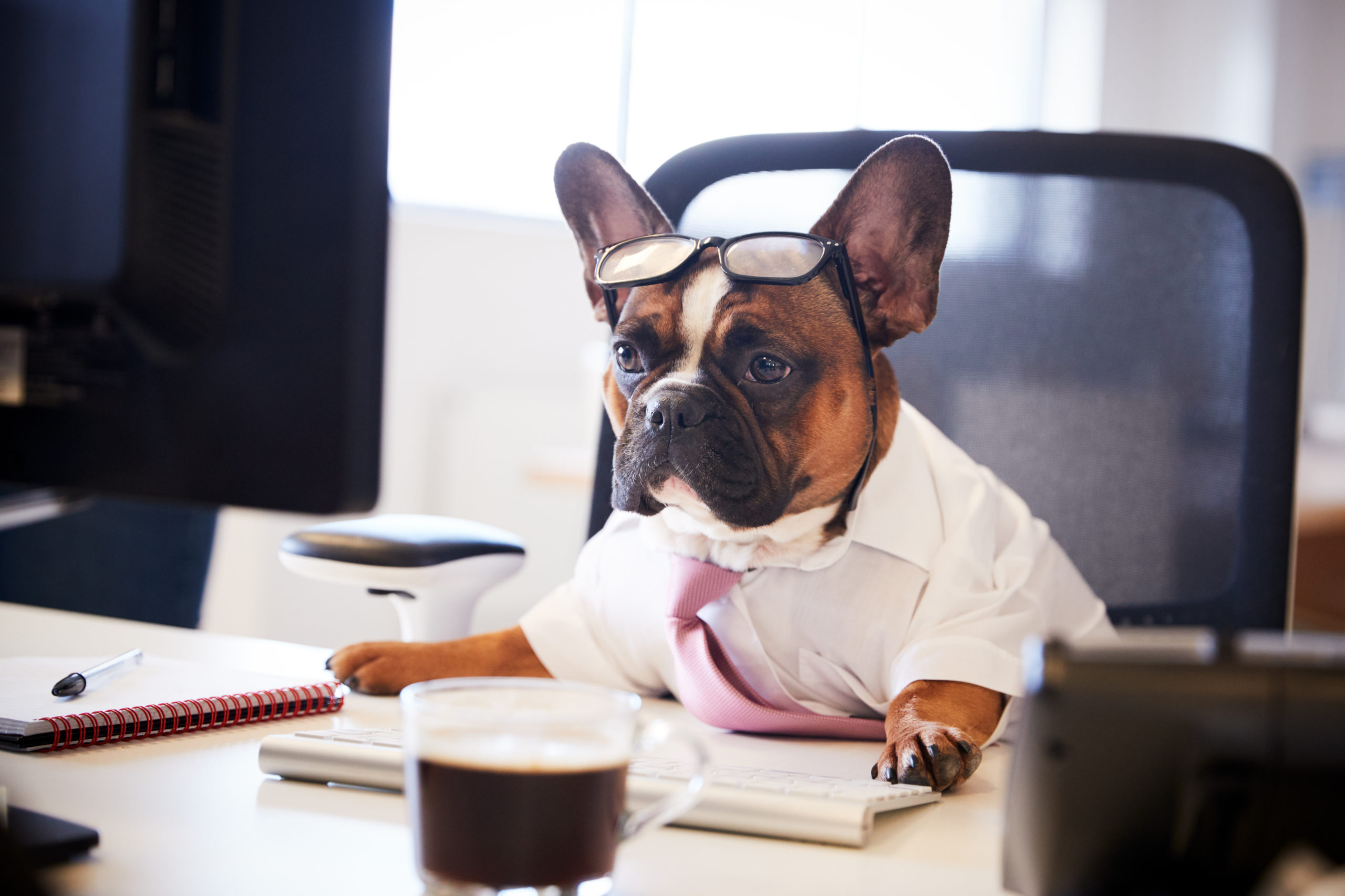 French,Bulldog,Dressed,As,Businessman,Works,At,Desk,On,Computer